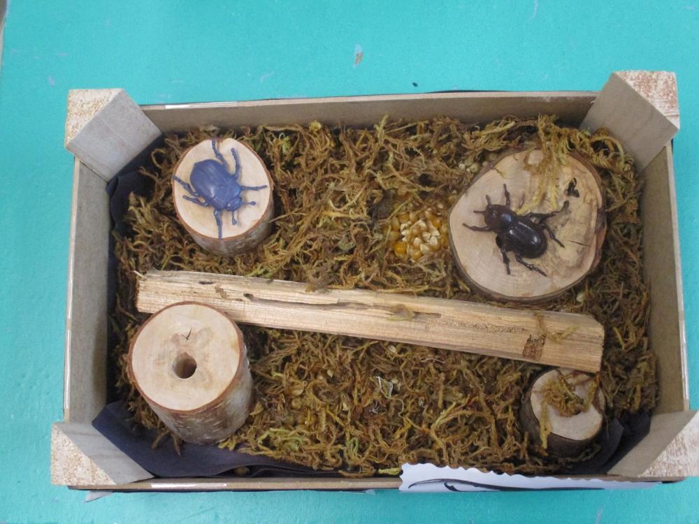 05 12 2019insectes5